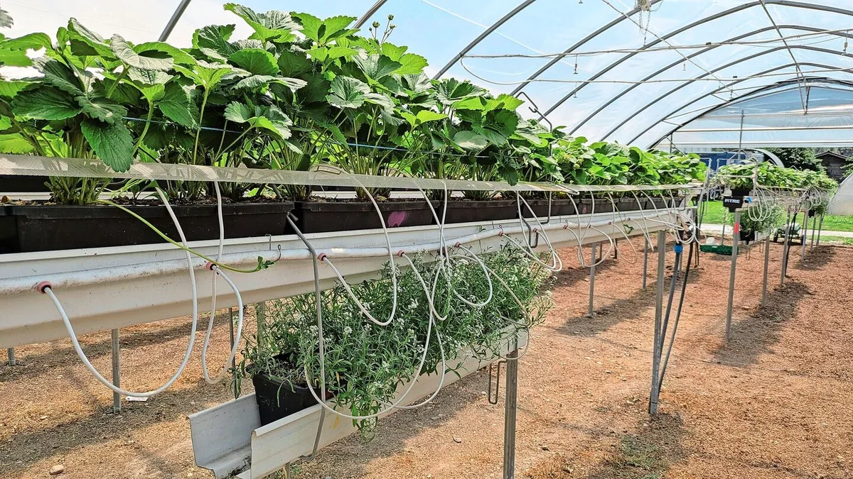 Das üppig blühende Steinkraut schützte in Versuchen die Erdbeeren vor Schäden durch Blütenthripse.