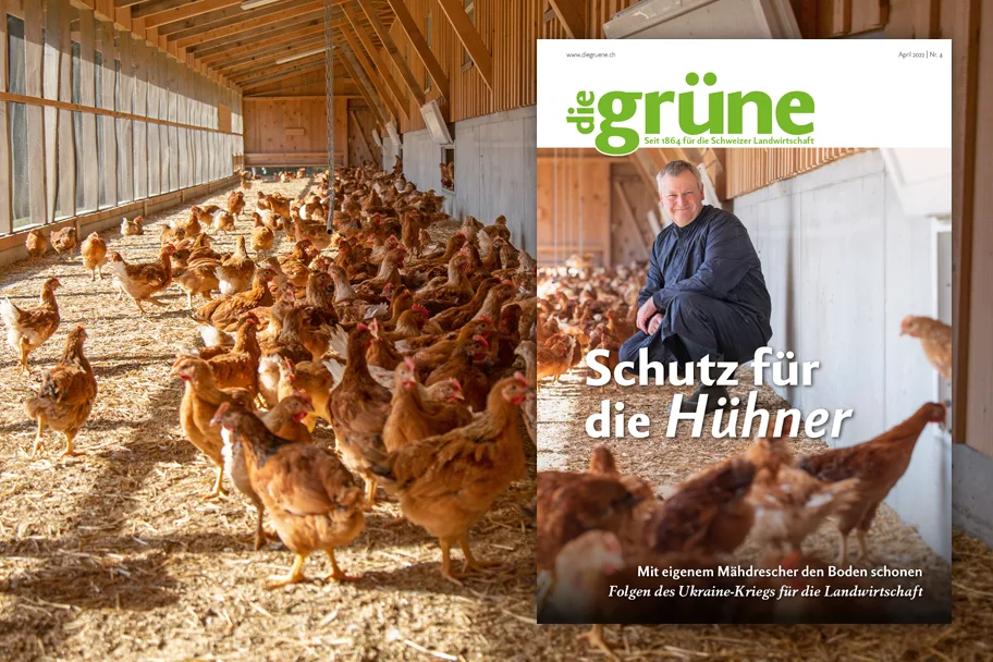 «die grüne» im April 2022 – Schutz für die Hühner