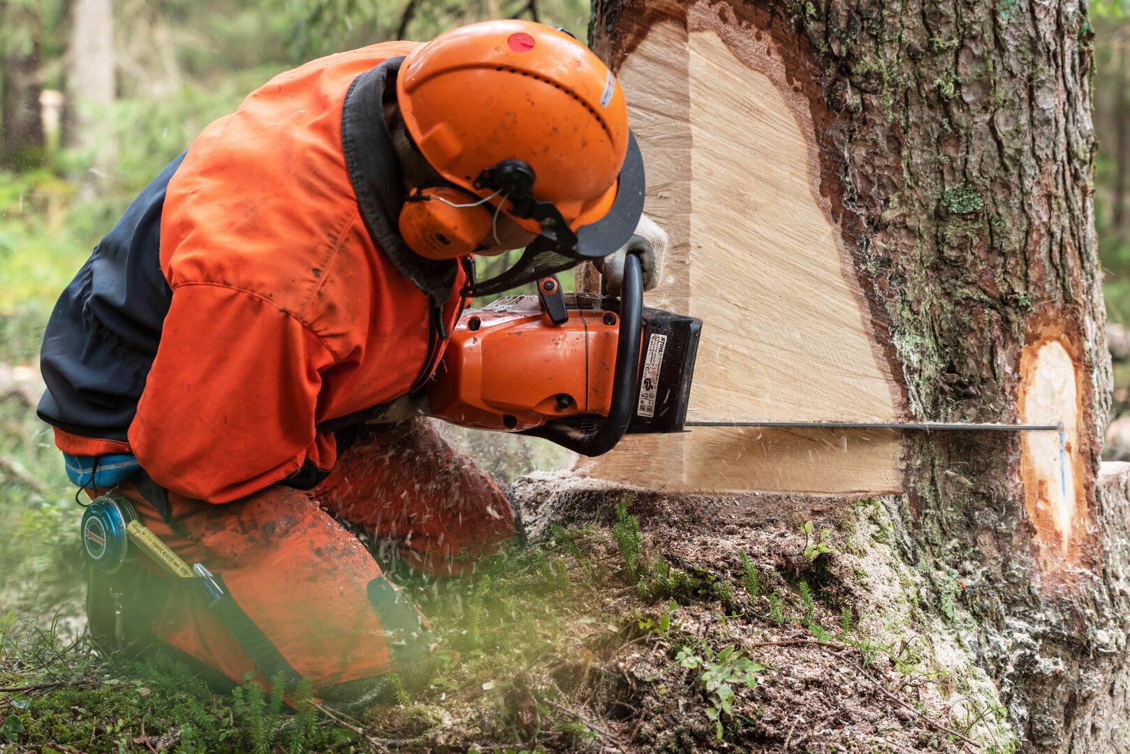 Auf dem Waldspaziergang soll man jetzt etwas über Schweizer Holz lernen