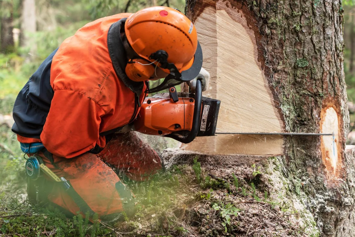 Auf dem Waldspaziergang soll man jetzt etwas über Schweizer Holz lernen