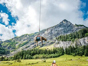 Verunfallt ein Tier auf der Alp, kann eine Tierunfallversicherung für Kosten wie Behandlung, Bergung und Transport aufkommen.