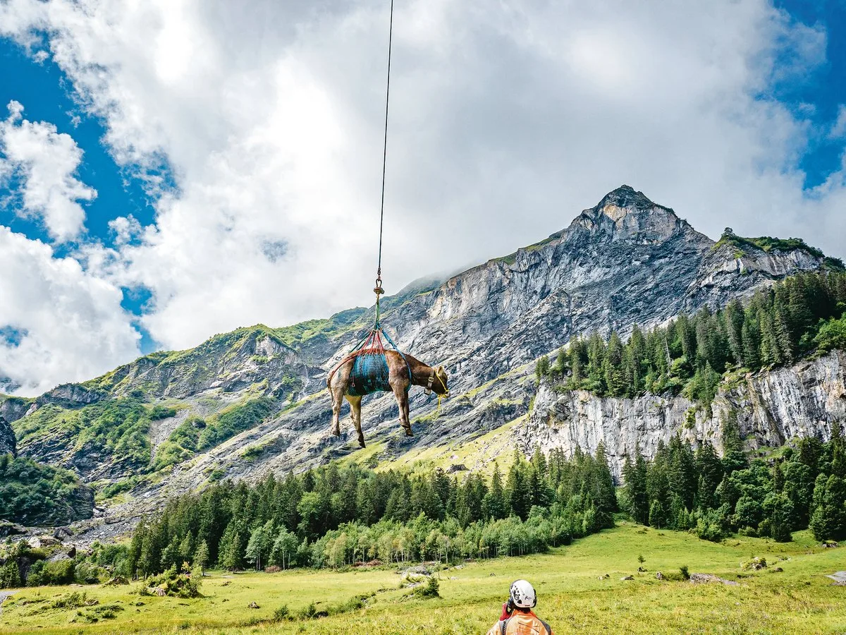 Wer bezahlt, wenn ein Nutztier auf der Alp verunfallt oder vom Wolf gerissen wird?