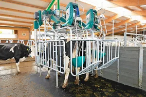 Mithilfe eines Massagebechers wird ein Nerv stimuliert, wodurch bei der Kuh Harndrang entsteht. Der Urin wird anschliessend in einen Tank geführt.
