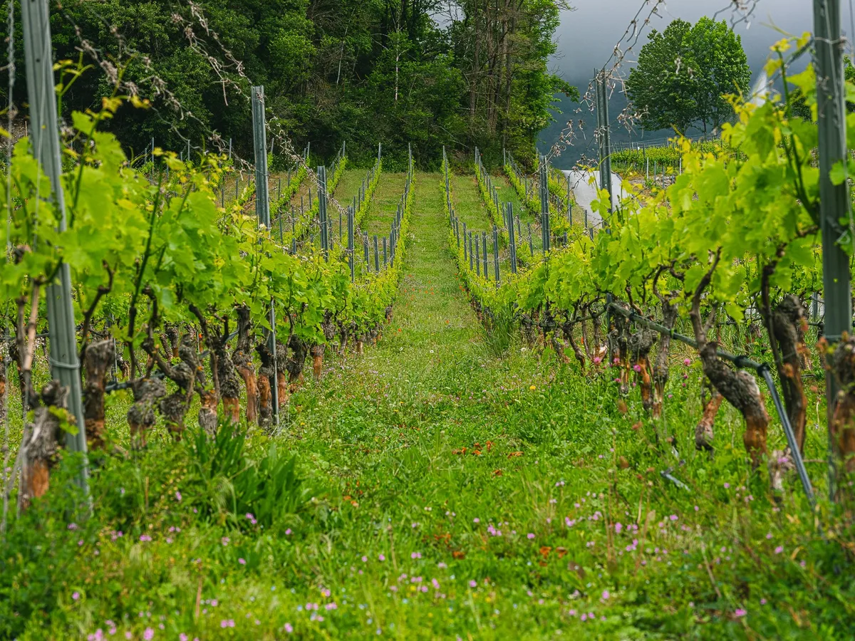 Bio_weinberg_unibe Mehr Bodenbegrünung heisst im Bio-Rebberg mehr Insekten