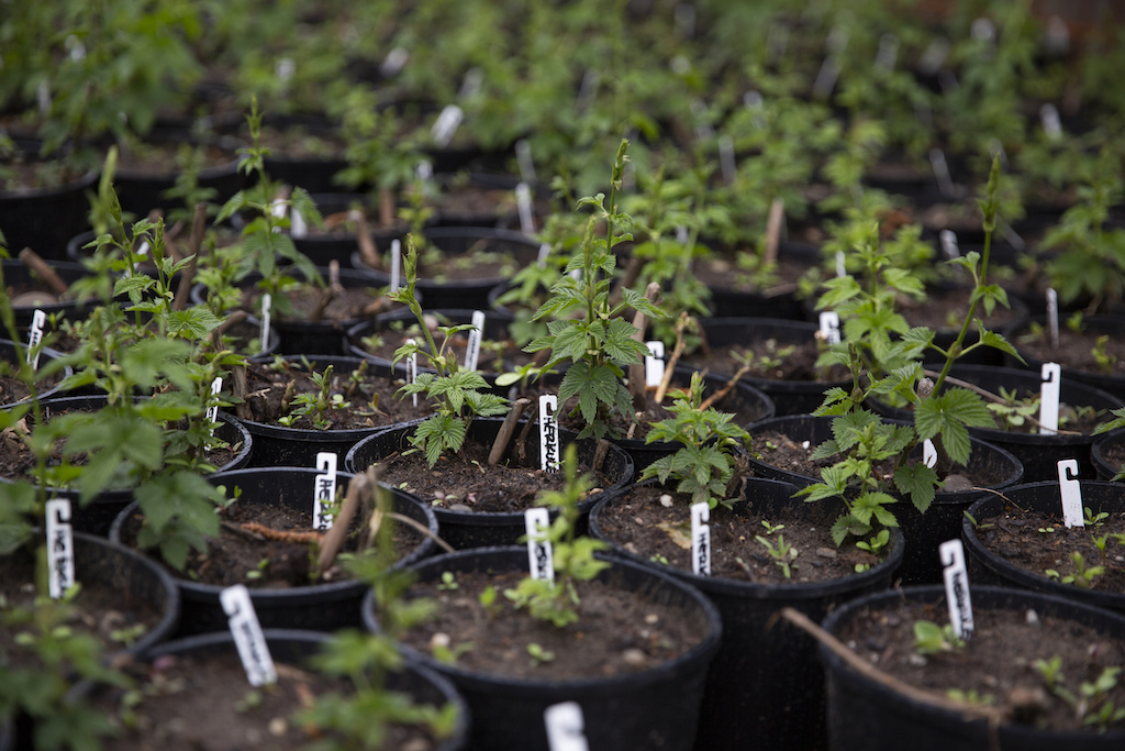 Die Hopfenplantage des Betriebs «Hopfentropfen» in Unterstammheim ZH. Bild: Mareycke Frehner
