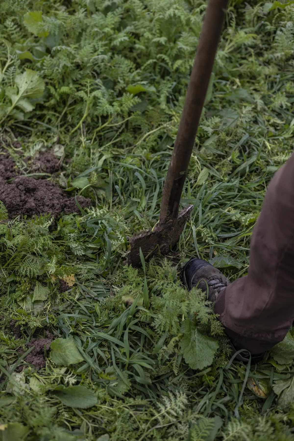 Gruenduengung-regenerative-Landwirtschaft Ein Spaten steckt in einem Feld, auf dem eine Gründüngung wächst.