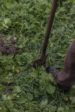 Sowohl regenerative als auch konservierende Landwirtschaft haben zum Ziel, den Boden und die Bodenfruchtbarkeit zu erhalten respektive aufzubauen. Ein wichtiger Aspekt ist dabei die möglichst permanente Bodenbedeckung.