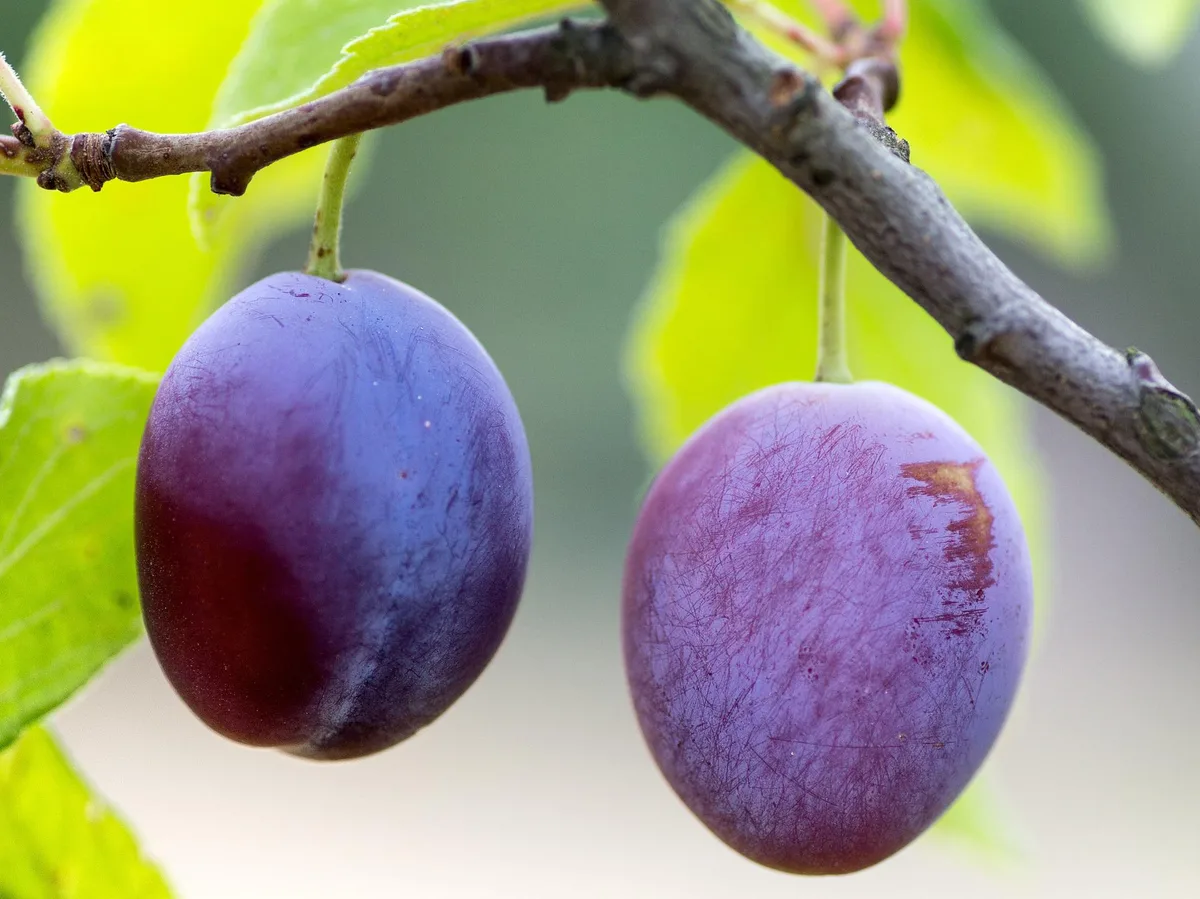 plums-g8f2259f5f_1920 In diesen Kantonen wachsen die meisten Zwetschgen