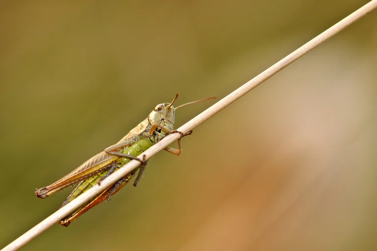 7b5d9ce572be9c8c5da372540a4b2df802e0d0a3 Die Wüstenheuschrecken bedrohe die Ernte in Gebieten, die ohnehin mit Hunger kämpfen. (Symbolbild Pixabay)