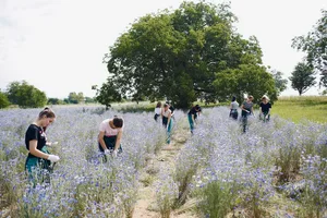 Das FiBL entwickelt Trainingsmaterial und schult Bauern in der Erzeugung von Bio-Medizinal- und Aromapflanzen.