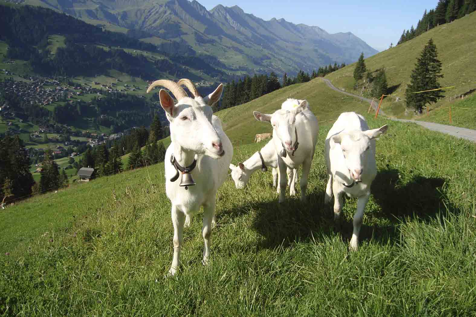 (Marlis Germann/landwirtschaft.ch)