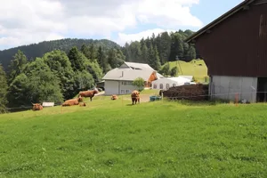 Die Alp Farner oberhalb von Wald ZH liegt auf dem Gemeindegebiet von Eschenbach SG.