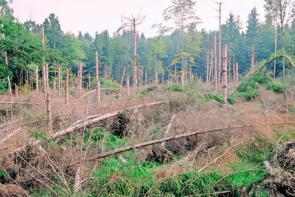 b8d6477f5f9cfb724306b020ff925a85a7e70b2133bb108d7824885c7d3cefdb Im solothurnischen Messen hat der Sturm Lothar vor 25 Jahren grosse Schäden im Wald angerichtet.
