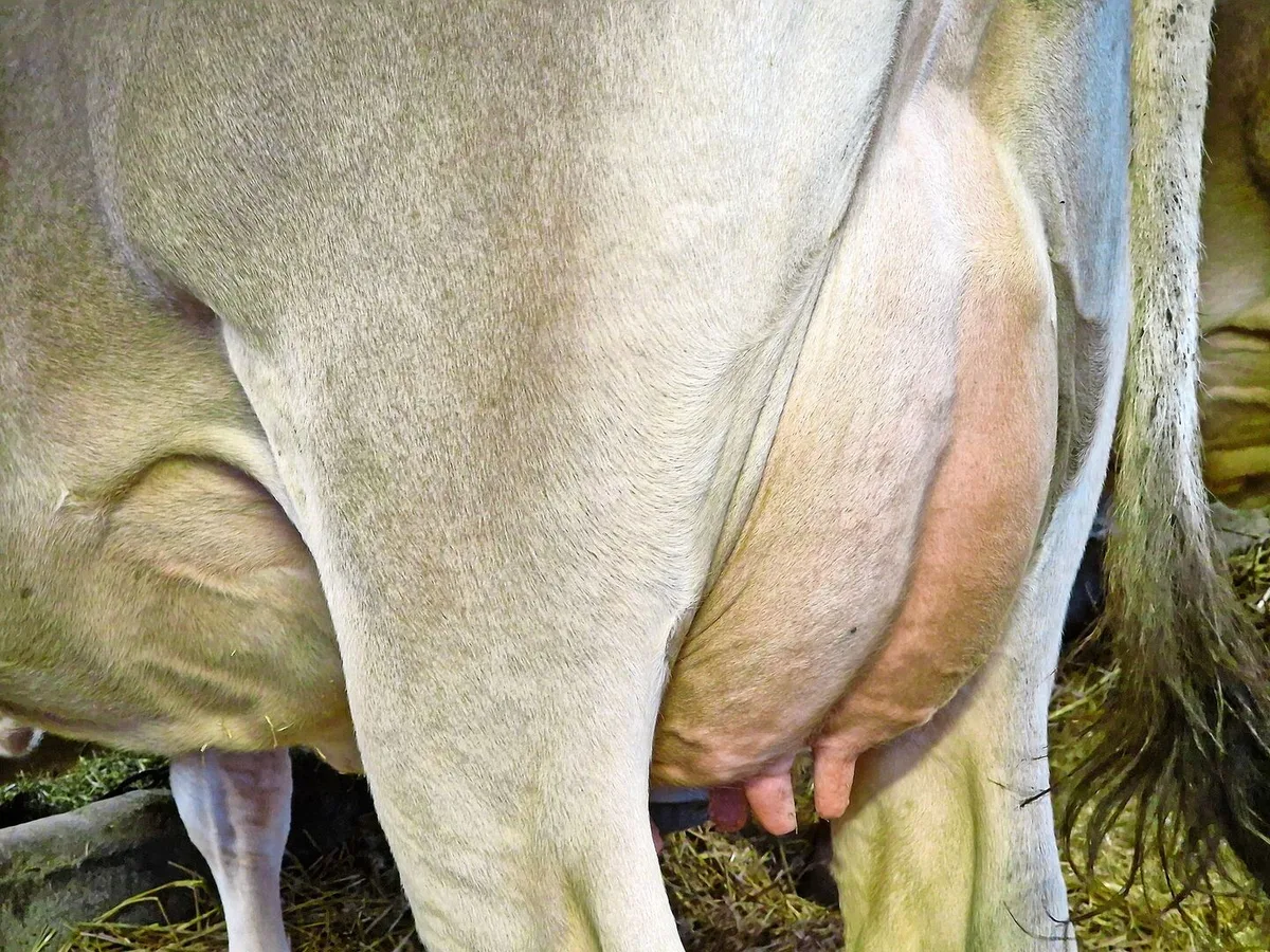 Antibiotika kommen beim Milchvieh meist aufgrund von Euterkrankheiten zum Einsatz.