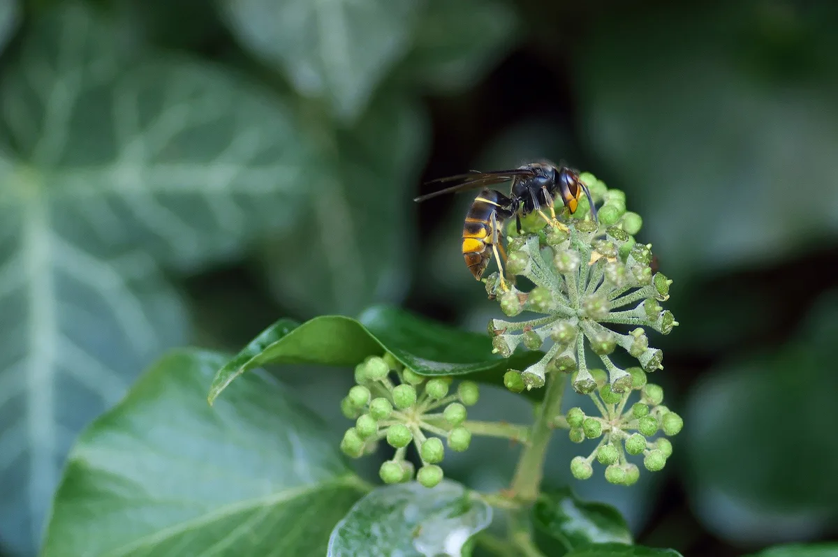 d5ebdf413975faab3ea12bb43da29141fe350f06 Typisch für die Asiatische Hornisse (Vespa velutina) ist ein breiter oranger Streifen am Hinterleib und eine feine gelbe Binde am ersten Segment, Ausserdem hat sie gelbe Beinenden und eine orange Kopfvorderseite. (Bild Fablegros/Pixabay)