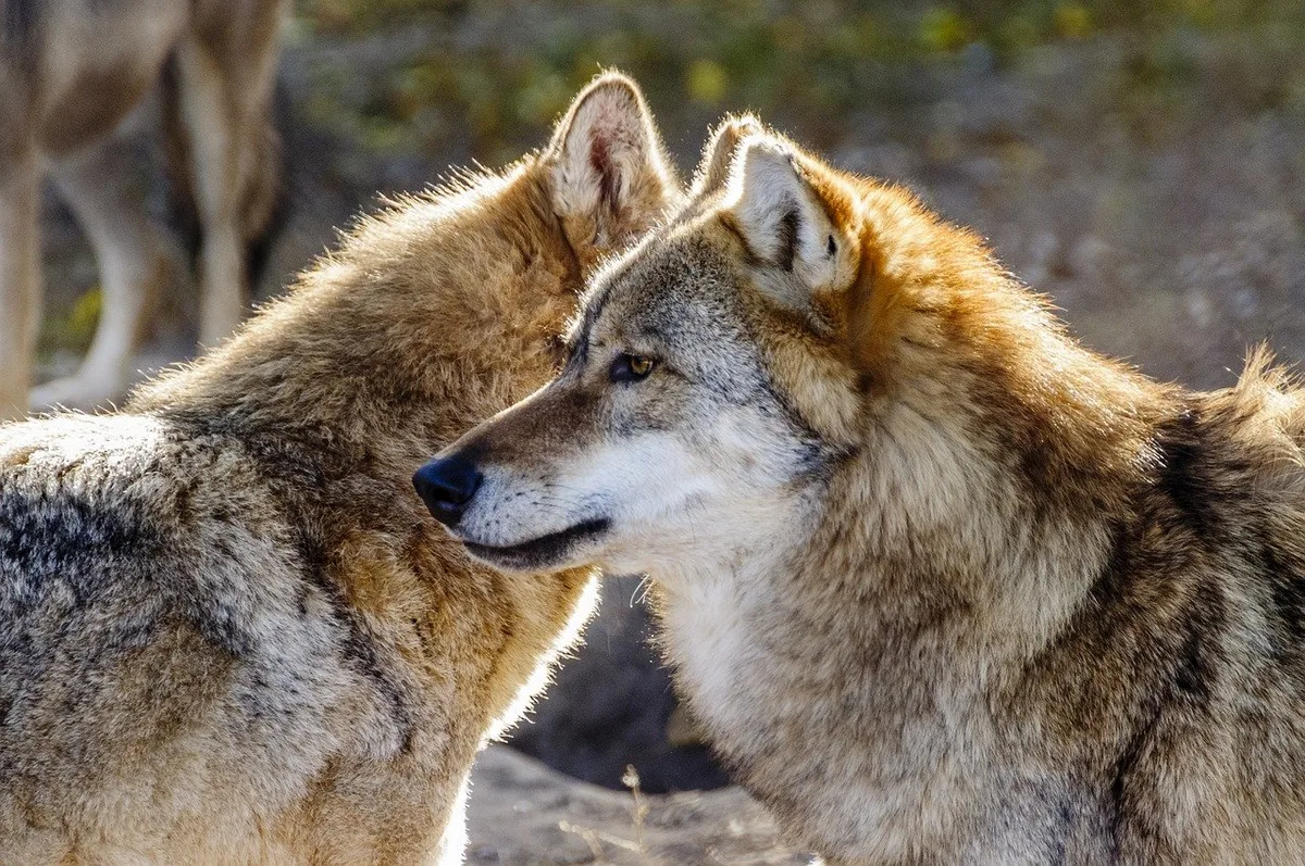 wolf-7867593_1280 Abschuss-Stopp für Wolfsrudel bleibt bestehen