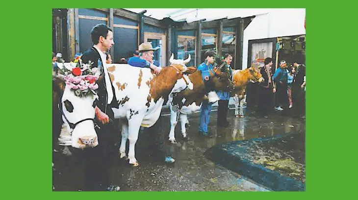 bb174e8b328771f11512bb917c64f5f4f453ab07 Unsere Cindarella, ganz rechts auf dem Bild. Am Ende der BEA gab es vor 30 Jahren noch einen Alpabzug. (Bild gf)