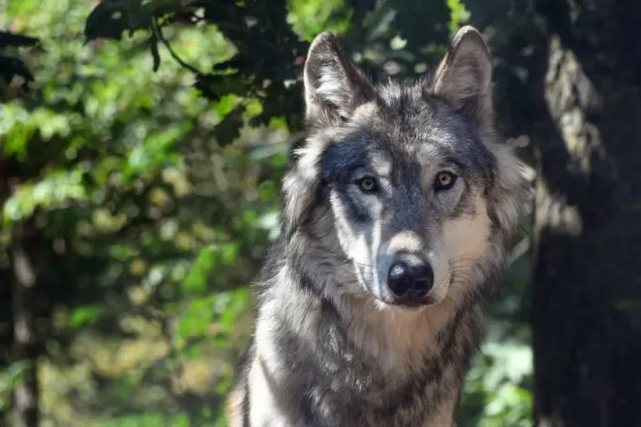 Wolf_August23 Glarus Süd - Kalb von Wölfen getötet