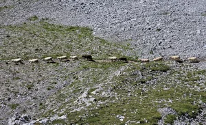Besonders auf weitläufigen Alpen ist die Betreuung von an Moderhinke erkrankten Schafen für die Hirten sehr arbeitsintensiv. Auch die Folgen für Tierwohl und Wirtschaftlichkeit sind negativ.