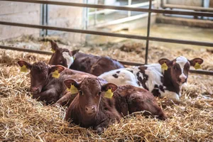 Kälber in viel trockener Einstreu verlieren weniger Energie, um die Körpertemperatur zu halten, es bleibt mehr für Wachstum und Immunsystem.