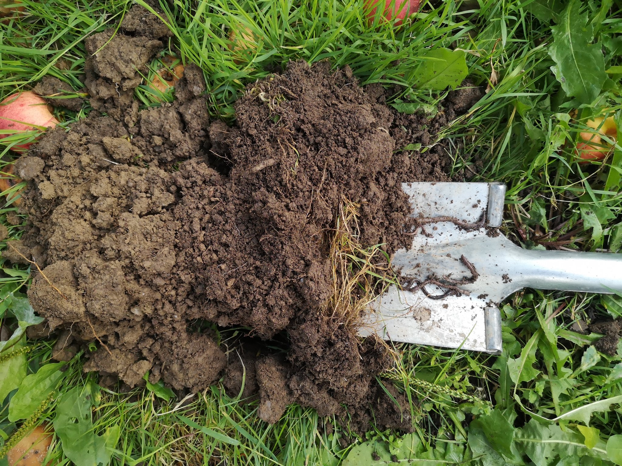 Ein Drittel weniger Bodenleben hat massive Auswirkungen auf den Obstbau