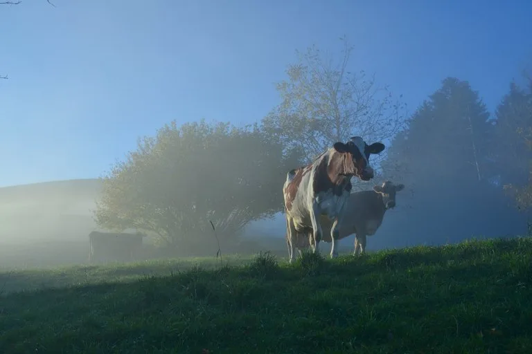 ded1800fae8fa02a5c0ed1c4485bfe30cdddd9bf Der Nebel soll sich lichten und eine kantonale Strategie her. (Bild Erika Breitenmoser/landwirtschaft.ch)