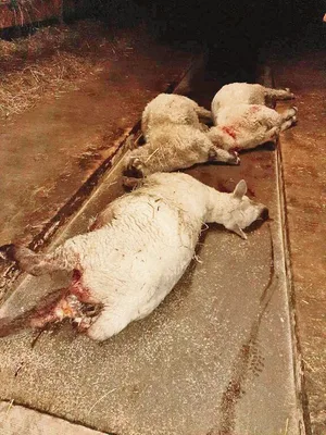 Zwei Schafe hat der Wolf gerissen, ein weiteres musste wegen den schweren Verletzungen eingeschläfert werden.
