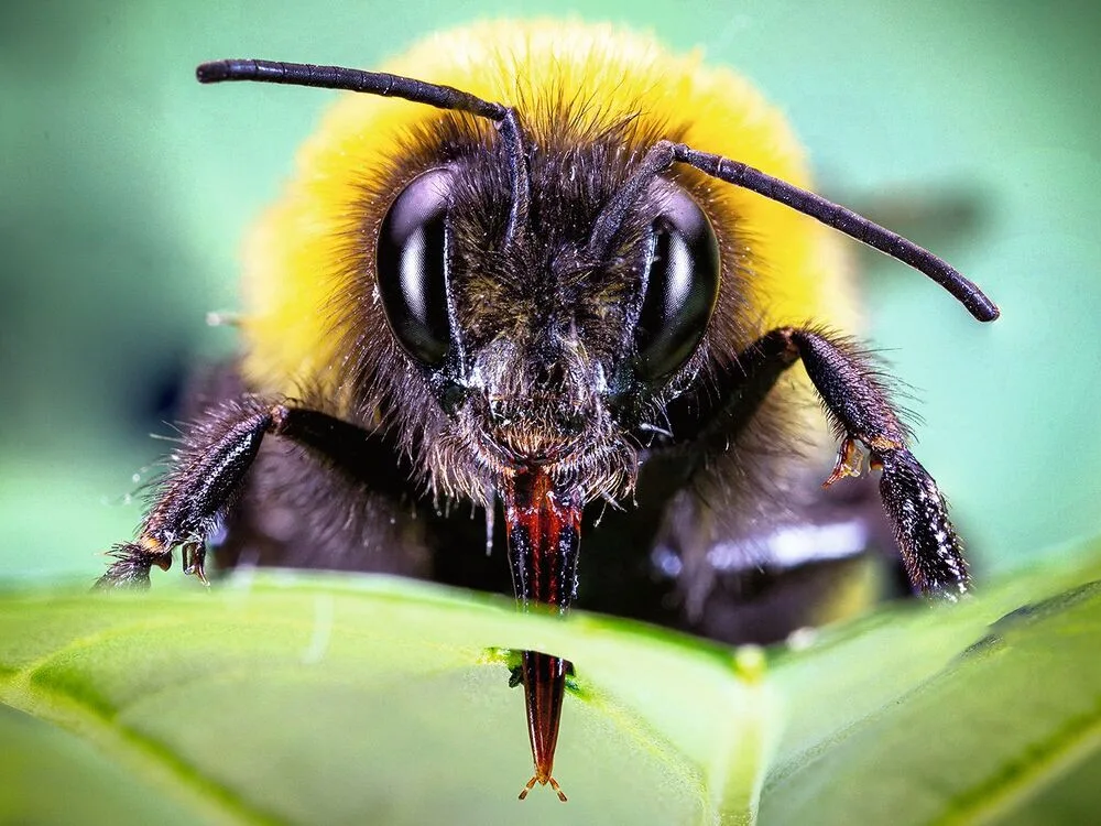 c6919f932f2a83d10a9911c0f9e34aaac248e733c854a7d9ce3d9d74d8b03d53 Finden Erdhummeln zu wenig Pollen, stechen sie Blätter von nicht-blühenden Pflanzen an, um sie zur Blütenproduktion anzuregen.