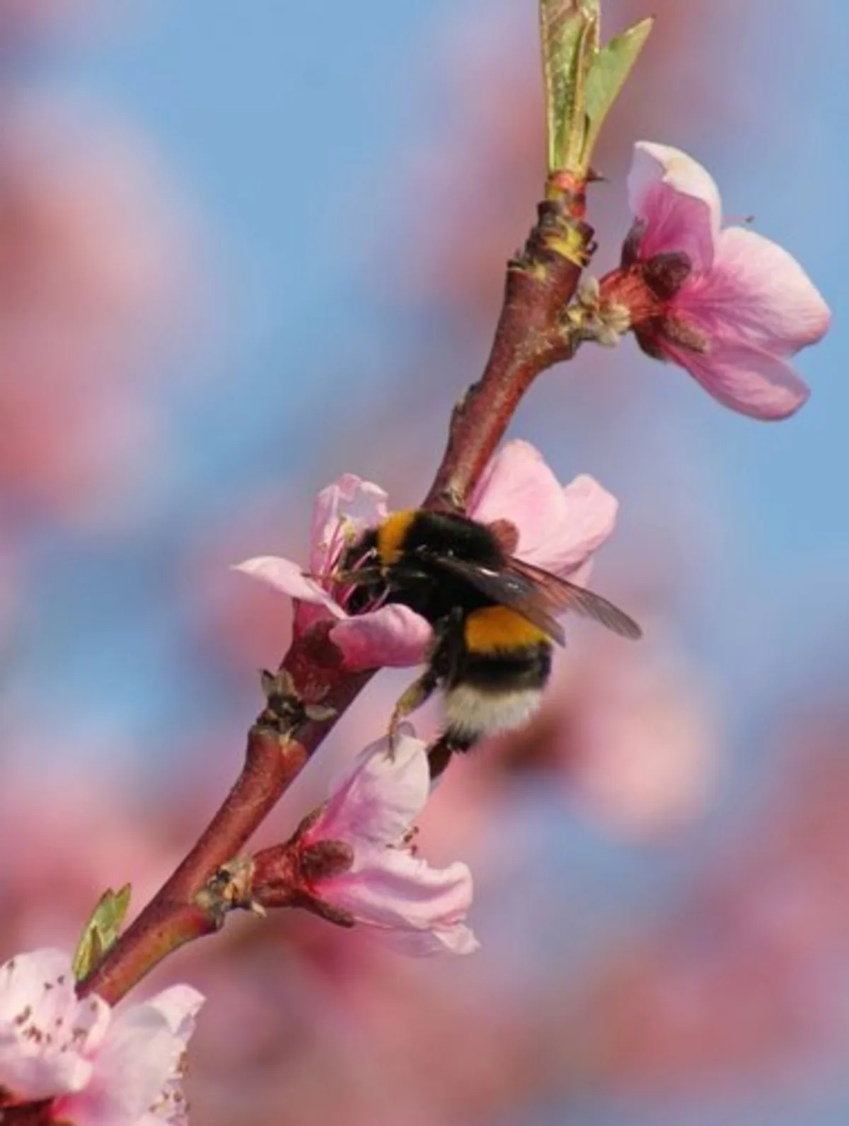 Hummeln_Landwirtschaft.ch Glyphosat kann Brutpflege von Hummeln beeinträchtigen
