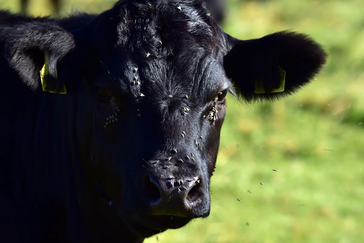 a4d328f60b272ab7bfa073b0aee90ccf9a7aba52 Meist werden entzündete Augen bei Kühen und Rindern nicht durch allergische Reaktionen verursacht. Zumeist steckt die hochansteckende Weidekeratitis dahinter, die auch von Fliegen übertragen wird. (Bild Pixabay)
