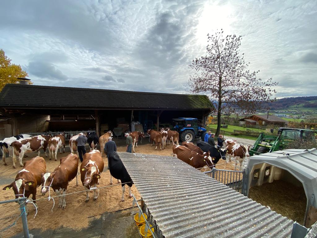 Ein Team aus zwei Experten könne pro Tag etwa 100 bis 150 Kühe beurteilen – je nach  Distanzen und der Anzahl Tiere pro Betrieb. (Bild lja)