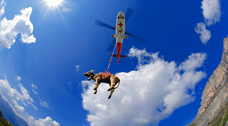 Hier kommt eine Kuh geflogen: Rund tausendmal pro Jahr kommt es in der Schweiz zu einem Helikoptereinsatz, um verletztes oder totes Rindvieh zu bergen. (Bild Rega Mediendienst)