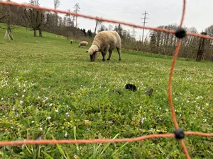Sind Wölfe in grosser Zahl unterwegs, ist die Weidehaltung nur noch mit konsequentem Zäunen möglich. Das beeinträchtige andere Wildtiere, gibt das Komitee zu bedenken.