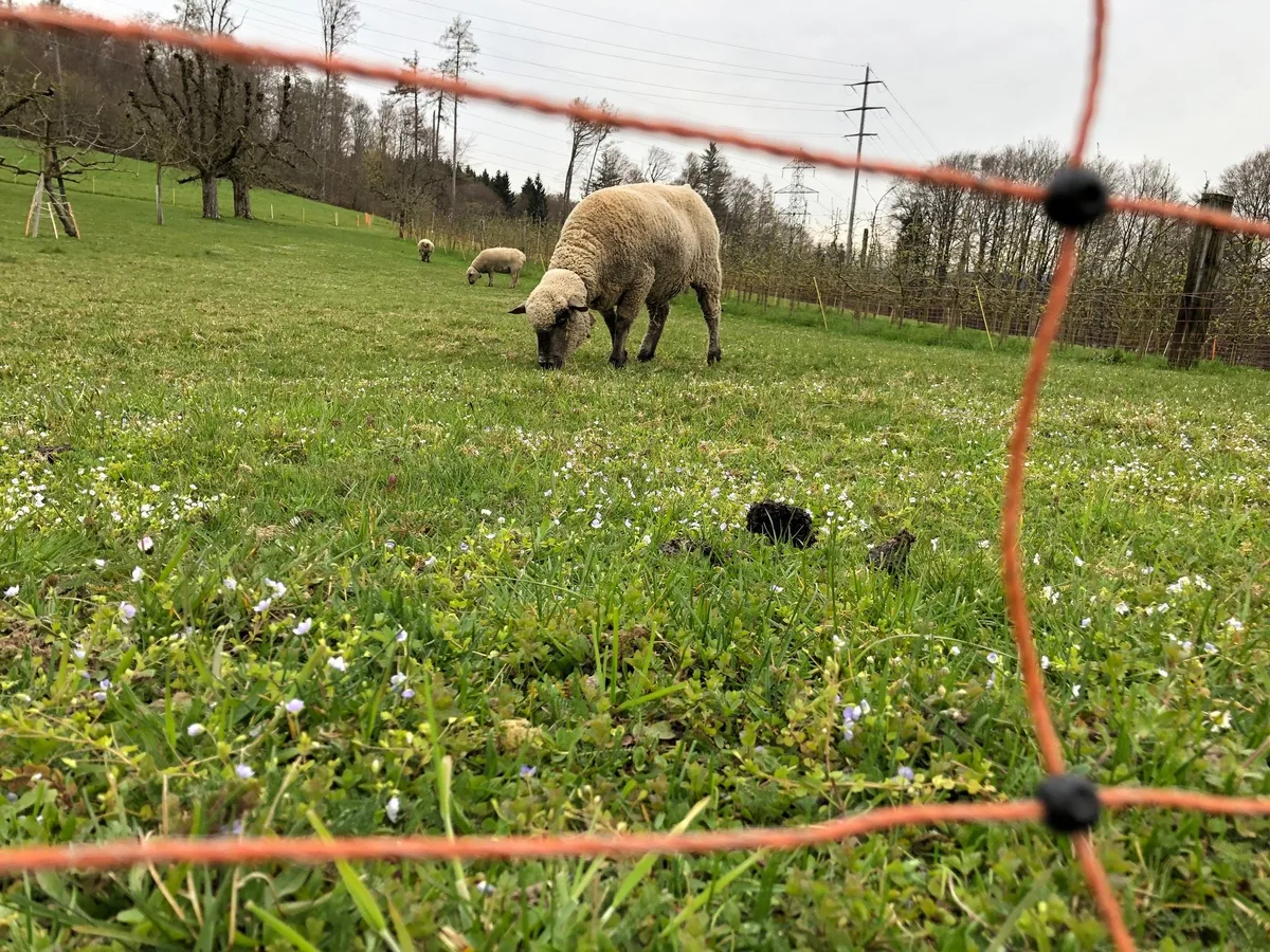 schafe_weidenetz Der Wolf soll eine jagdbare Art sein – jetzt werden Unterschriften gesammelt