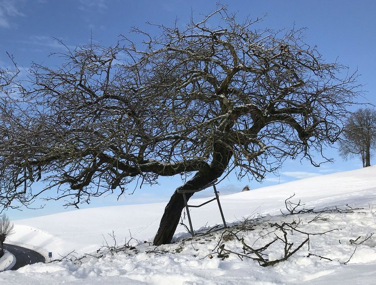 Die "Gyrenbader Quitte" ist gegen Quittenblattbräune robust. (FRUCTUS/pro arbore)
