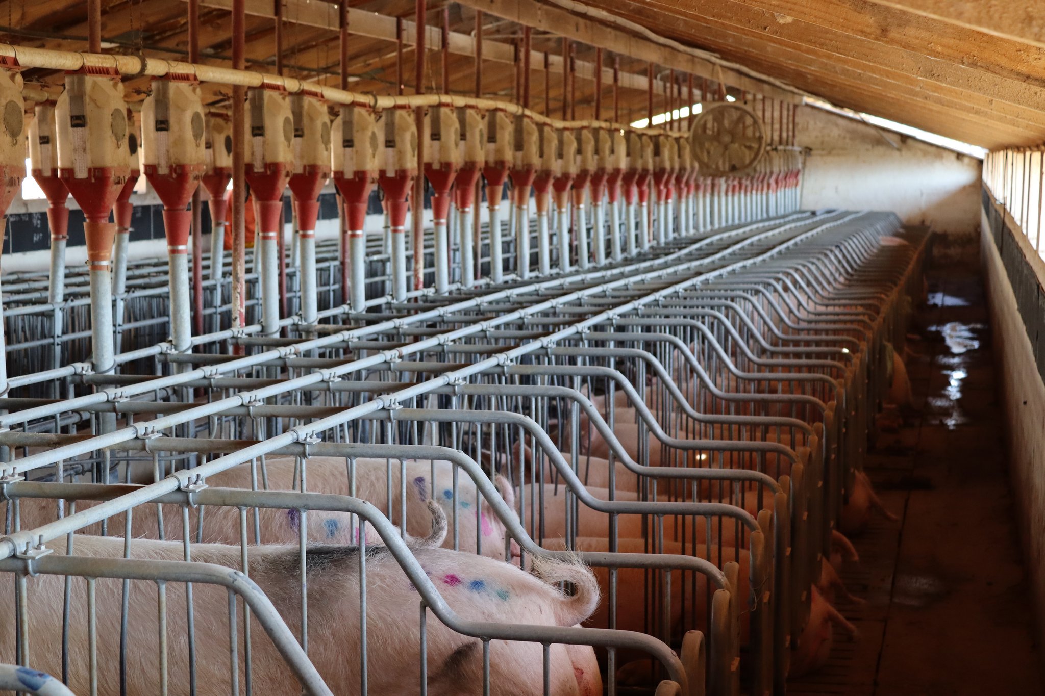 Was in der südafrikanischen Schweinebranche zählt, ist Effizienz