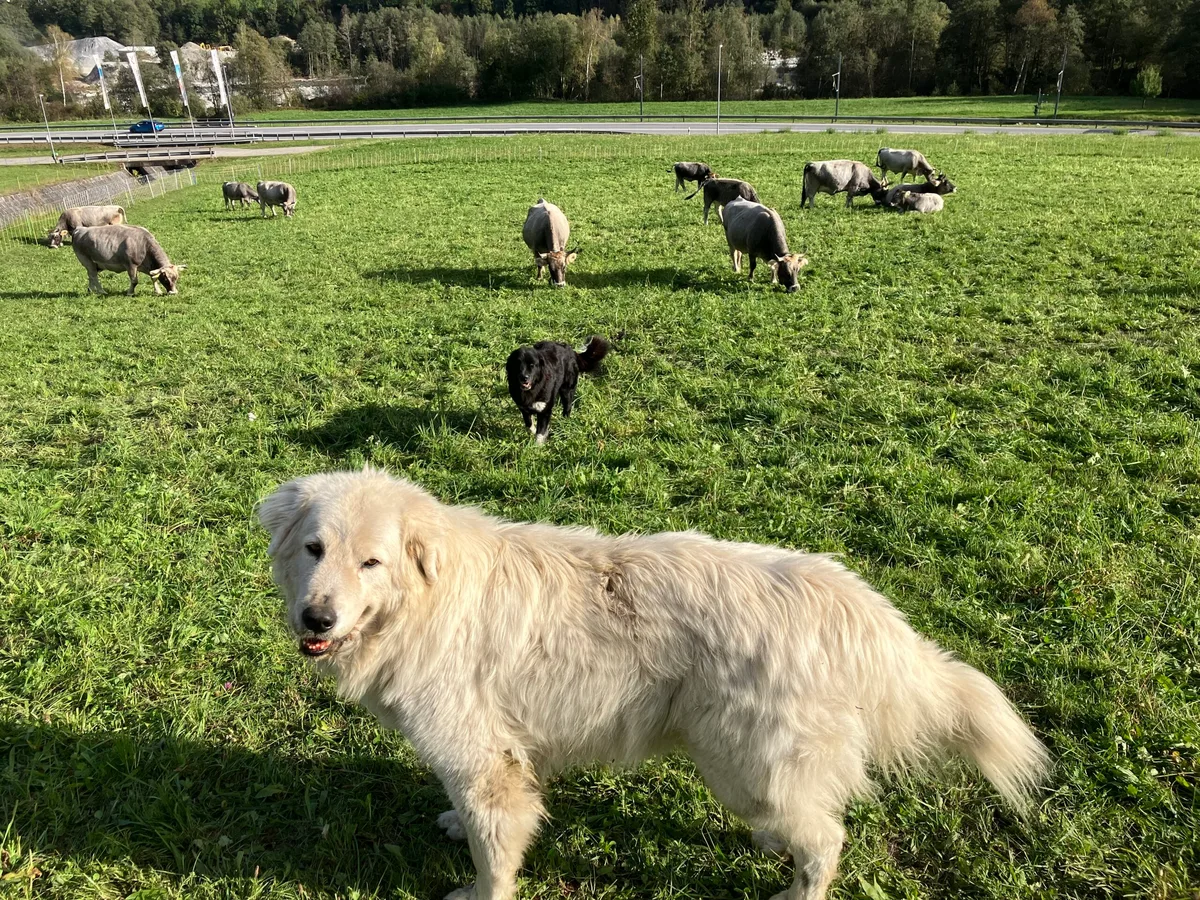 Hunde-bei_Herde-Plantahof «Es gibt Hunde, die heulen, wenn sie nicht bei ihrer Lieblingskuh sein können»