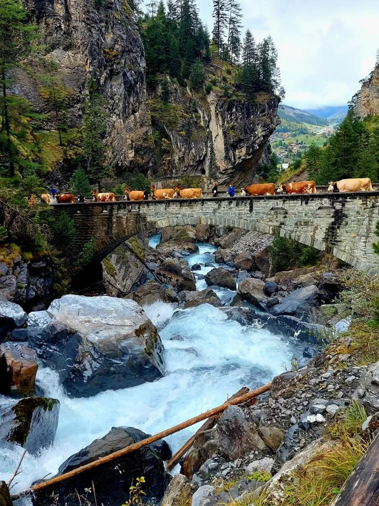 Amylou geht im Sommer ins Gasteretal auf die Alp