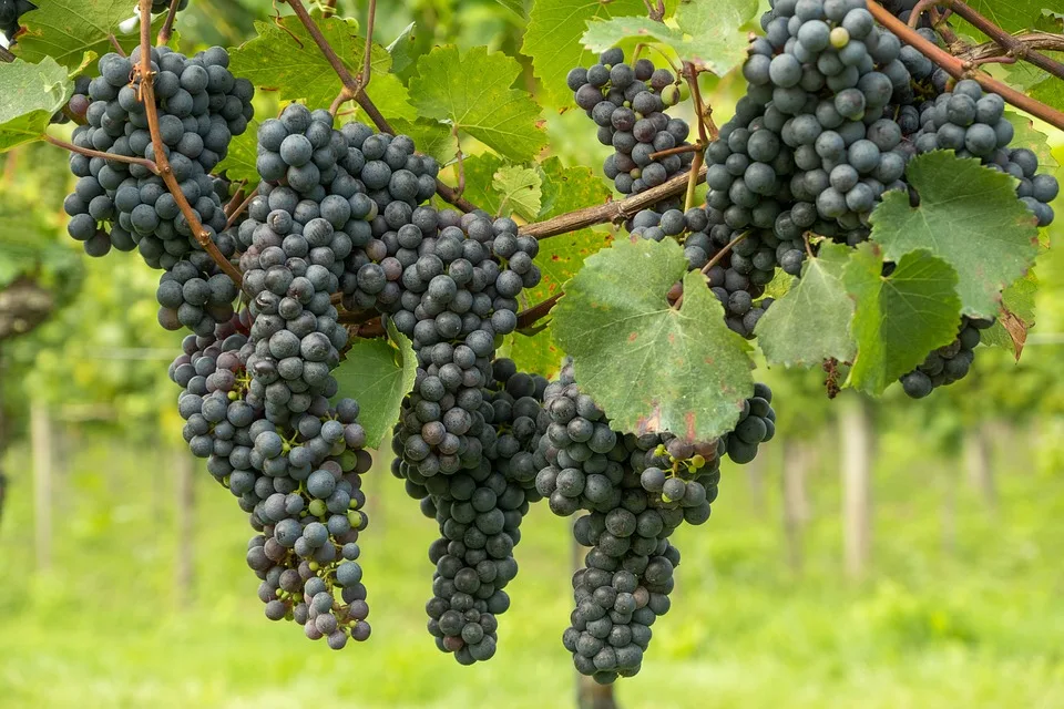 grapes-5551325_960_720 Überdurchschnittliche Weinernte im Jahr 2022