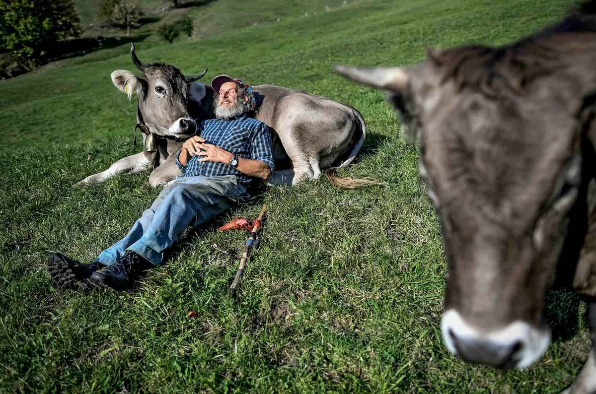 Capaul setzt sich für Hornkühe ein.  (Bild © Swiss Press Photo - Fabrice Coffrini)