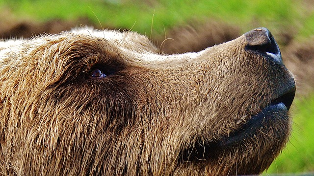 Der Kanton mahnt, zu gesichteten Bären Distanz zu halten und der eigenen Sicherheit zuliebe auf einen "Bären-Schnappschuss" zu verzichten. (Symbolbild Pixabay)