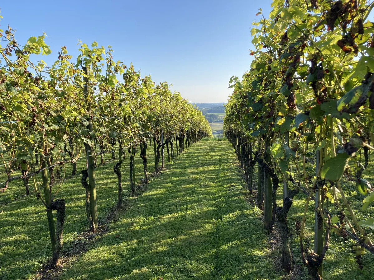 weinbauuesslingen Die Thurgauer Weinbranche ist in Aufbruchstimmung