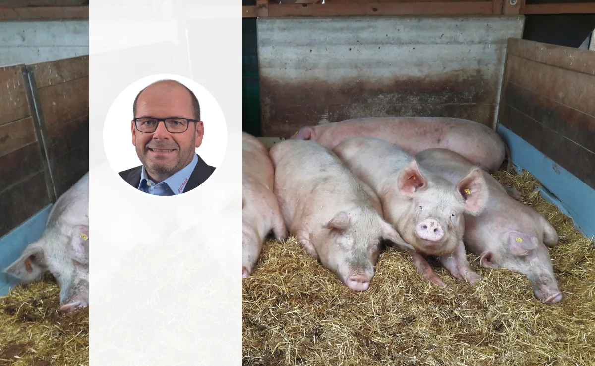 edelschwein-nachgefragt Schweizer Edelschwein: «Es bleibt die wichtigste Rasse in der Schweizer Schweinezucht»