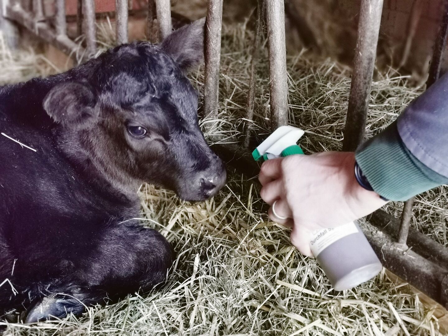 Tees und Tinkturen kommen wieder auf im Stall. Tierhalter müssen unbedingt darauf achten, dass dadurch keine unzulässigen Rückstände in Lebensmittel gelangen.
