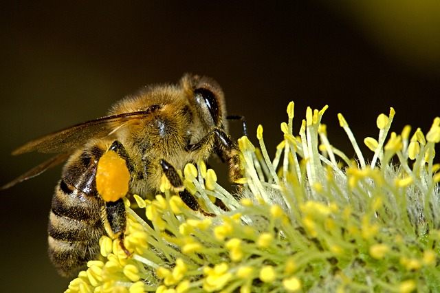 Der Imkerverband schätzt die Aufmerksamkeit. Auch die Politik müsse am Schutz der Bienen, seien es Wild- oder Honigbienen, interessiert sein.  (Bild Pixabay)