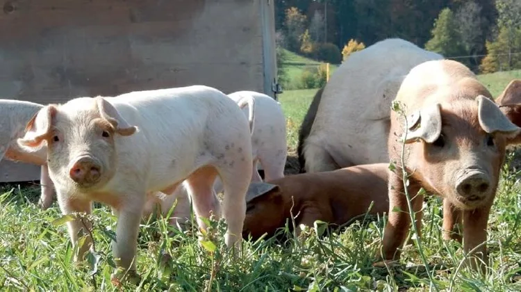 646d760ba0ea485fffc30939e939a835d2b3a4c9 Freilandschweine haben viel Auslauf und Platz zum Spielen und Sulen. (Bild FibL)