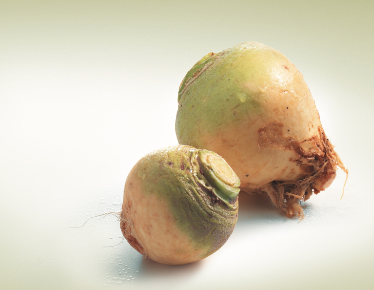 Anspruchslos im Anbau, aber selten geworden: Bodenkohlrabi. (Bild VSGP)