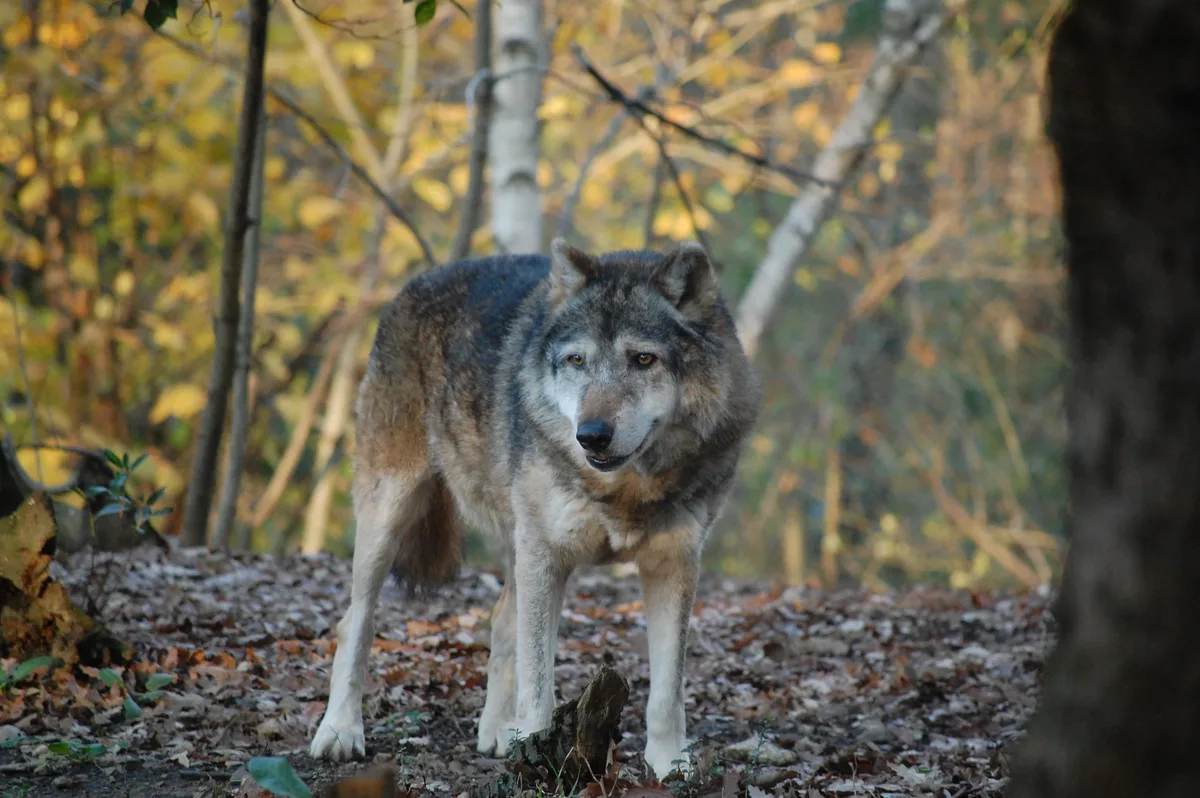 ilariangelotti-wolf-7456528.jpg Zu den Wirkungen der Wolfspräsenz auf die natürliche Waldverjüngung gibt es keine einheitlichen Studienresultate, heisst es bei Jagd Schweiz.