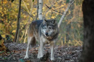 Zu den Wirkungen der Wolfspräsenz auf die natürliche Waldverjüngung gibt es keine einheitlichen Studienresultate, heisst es bei Jagd Schweiz.
