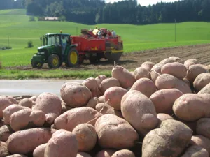 Kartoffelernte in Utzigen BE. (Bild: lid)